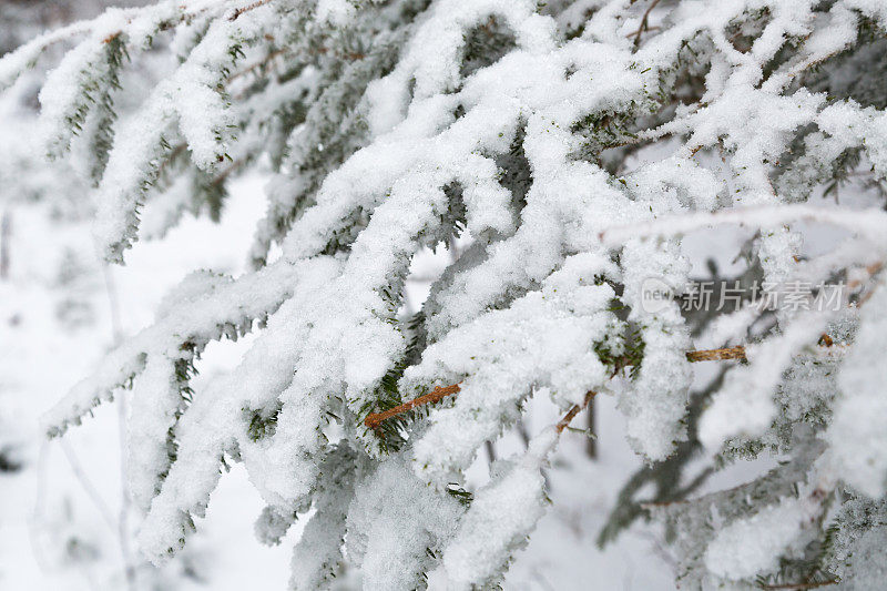 雪在冬天