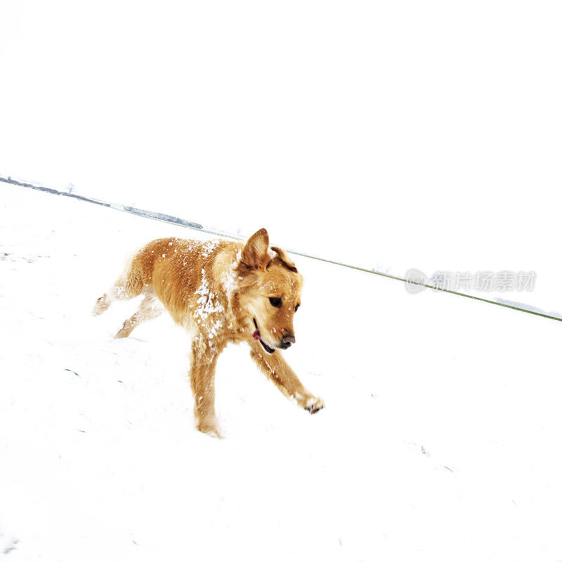 雪中的金毛寻回犬