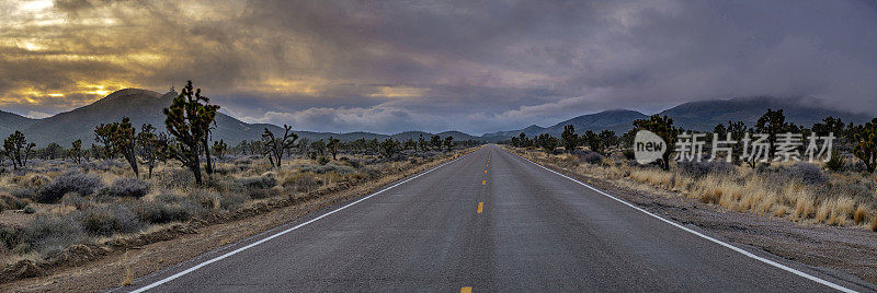 沙漠道路与约书亚树全景