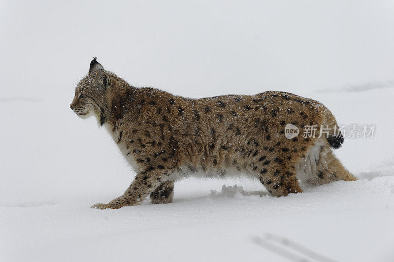 冬天的猞猁(猞猁)