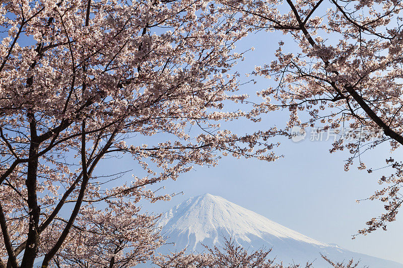 富士山穿过粉红色的樱花树