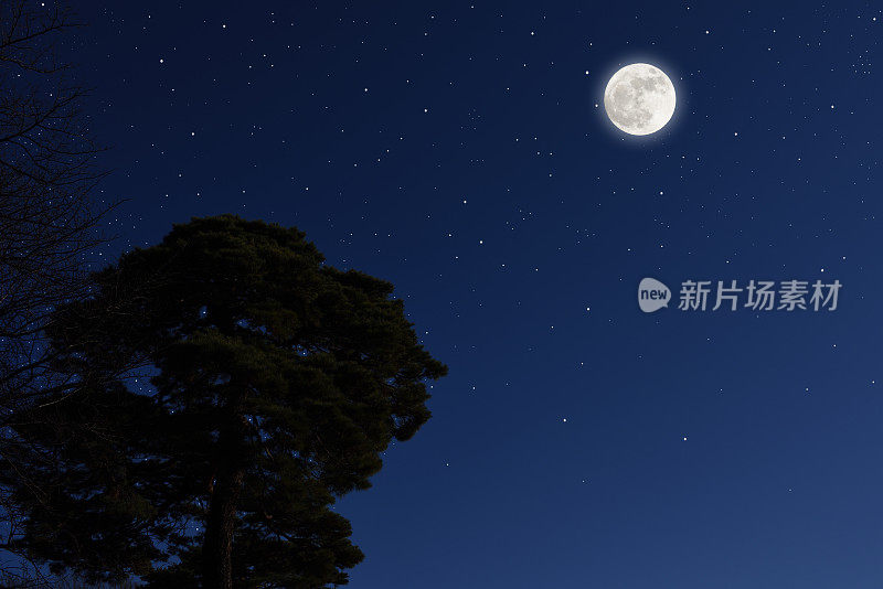 满月从松树上升起，繁星点点。