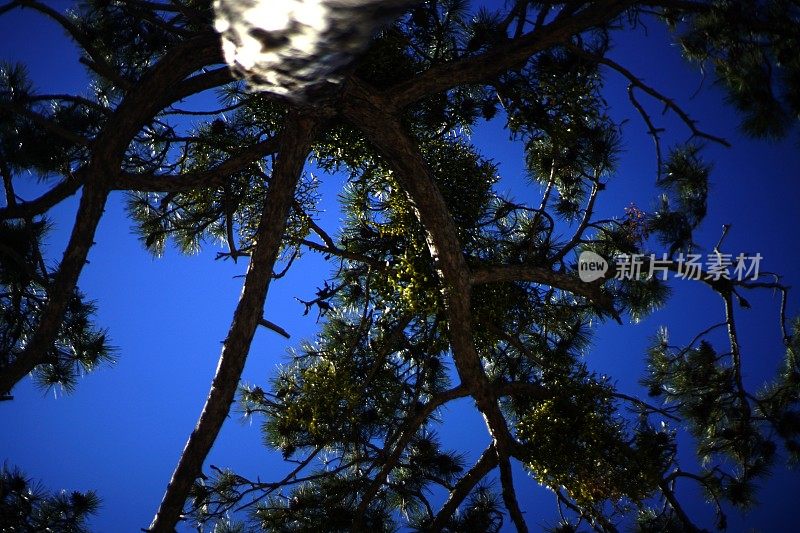 森林和树木细节