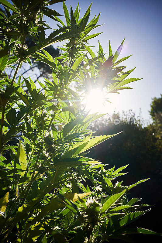 户外阳光下生长的大麻植物