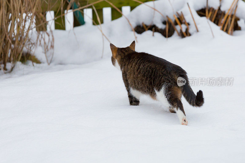 猫在雪中奔跑