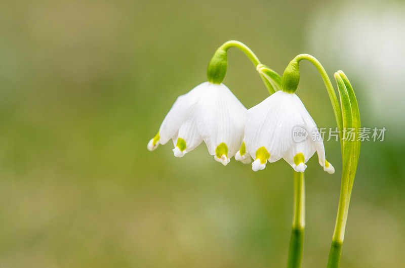 夏天的雪花