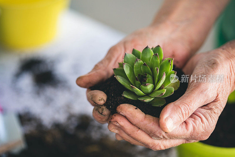 老妇人双手移植植物。