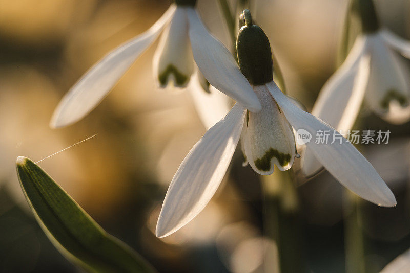 雪莲花(花兰)在春天，特写