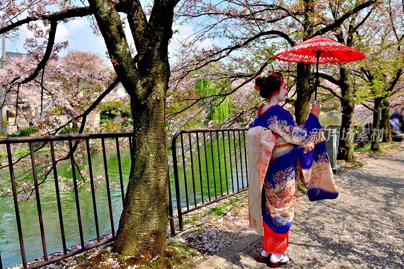 穿着美子服饰的日本妇女在京都运河边欣赏樱花