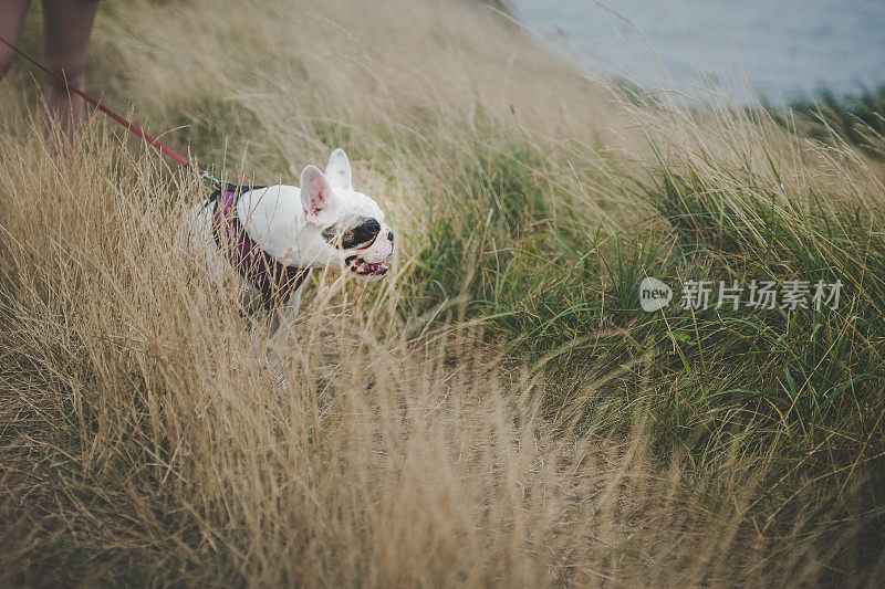 在多塞特海岸的小路上遛法国斗牛犬