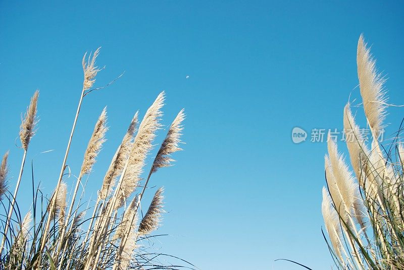 新西兰植物-“Toitoi”或“脚趾”草