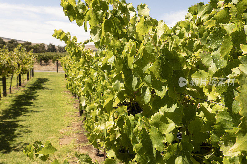 澳大利亚巴罗萨山谷的葡萄园。成排的葡萄酒植物。