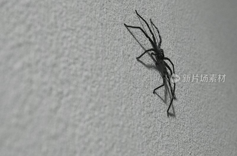 巨大的普通猎蛛在家里的墙上爬行