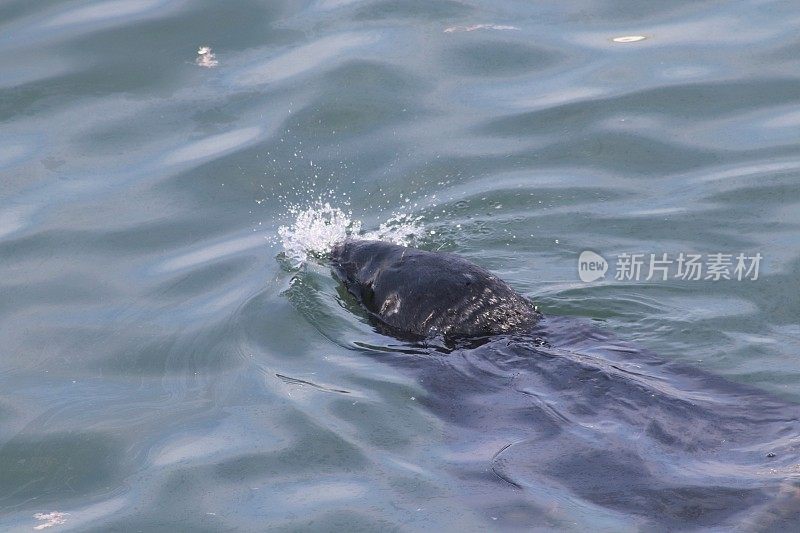 港海豹游泳