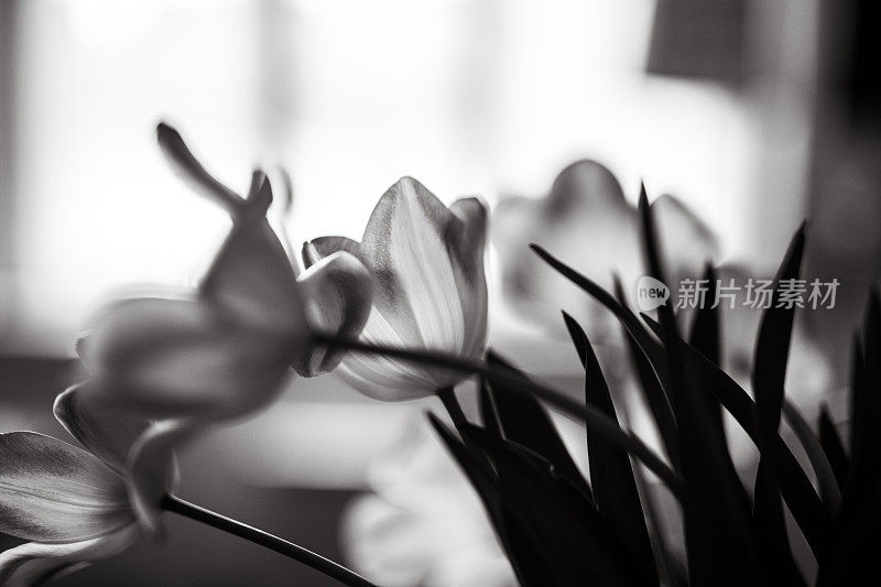 花瓶里的花，黑白相间