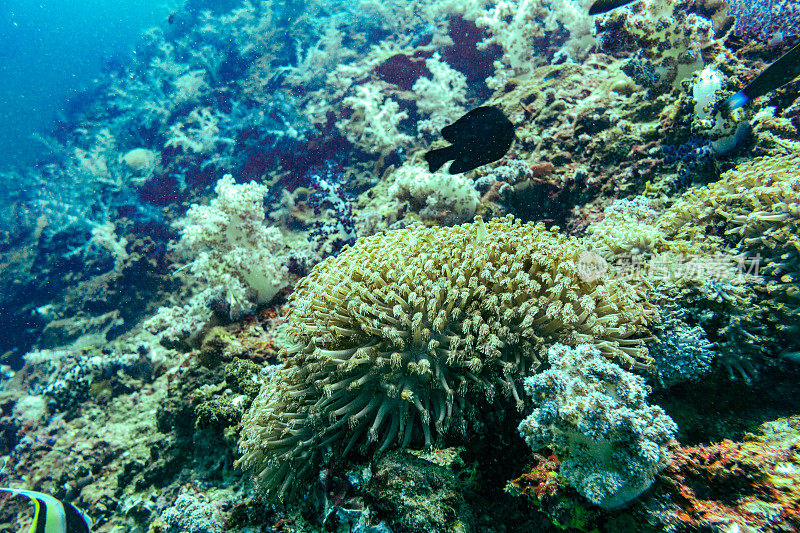 海底珊瑚礁海景与向日葵珊瑚(海绵牙槽珊瑚)