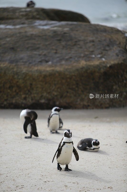 南非的一群非洲企鹅