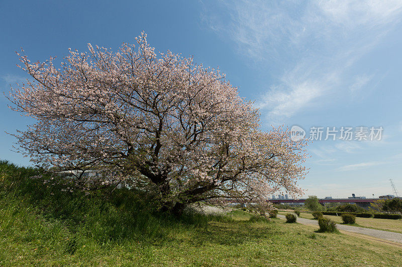 日本的樱花