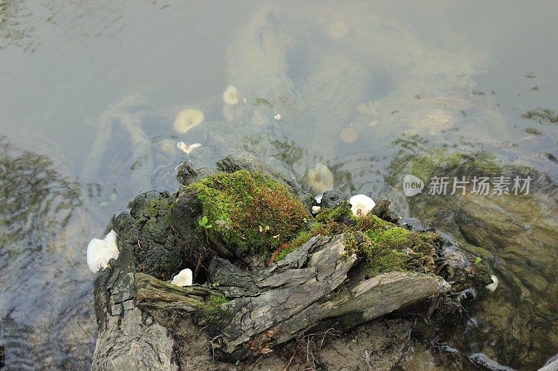 阳光倒映在河面上