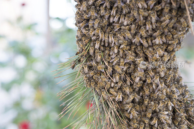 松树上的一大群蜜蜂
