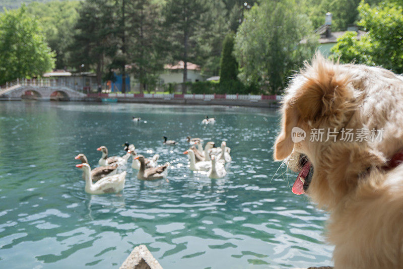 狗看着湖面上漂浮的鸭子