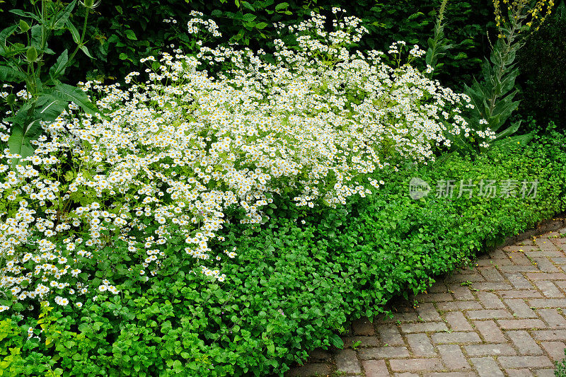 装饰花园小径边的小白菊