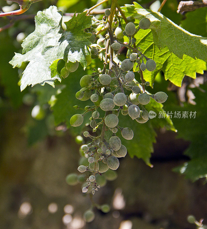 冬季冰冻植物特写