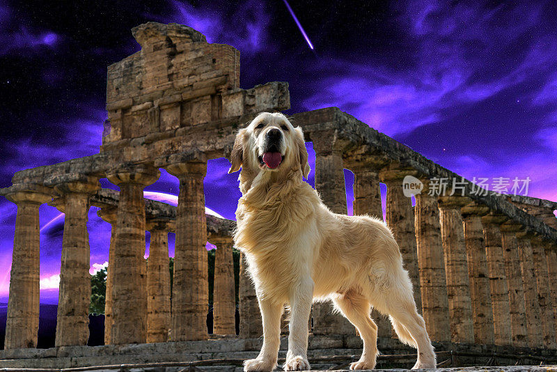 冠军白色英国金毛猎犬在一个古希腊寺庙在意大利