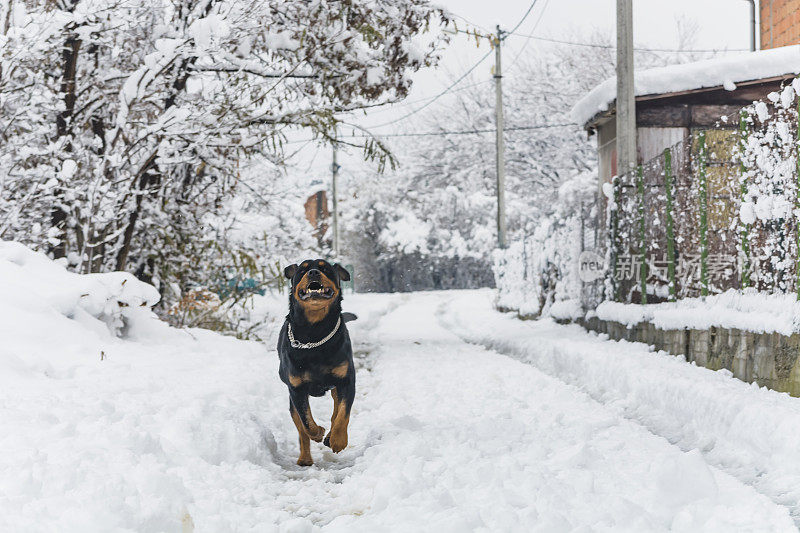 村子里的狗在雪地里玩耍