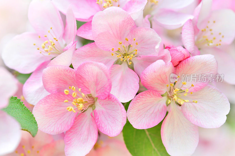 苹果花特写