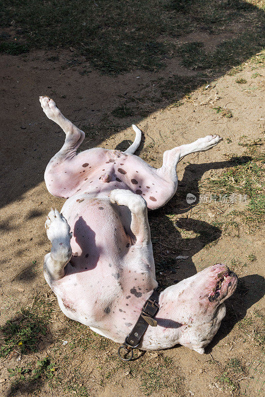 斑点白色阿根廷杜哥狗躺在地上睡得像死了一样