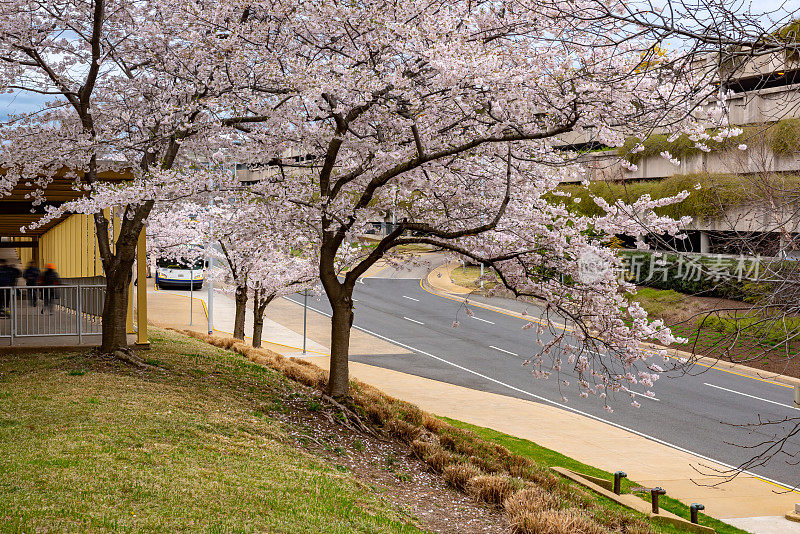 在国家樱花节期间，美国华盛顿特区罗纳德·里根国家机场