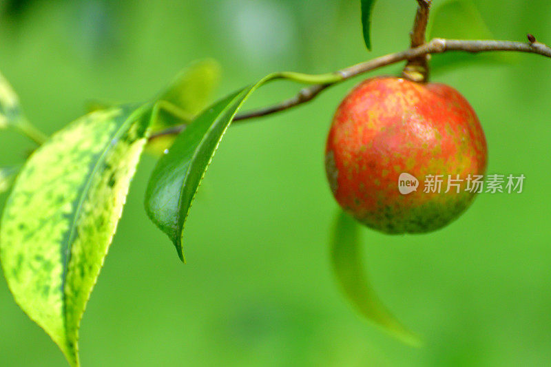 日本茶花的果实