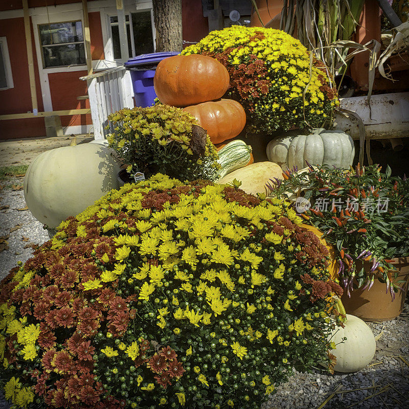 秋天的景象-花和南瓜
