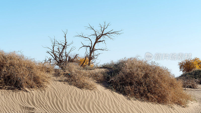 枯树胡杨在枯树林沙漠上的蓝天背景下，额济纳的秋天。内蒙古额济纳沙漠胡杨树景观。