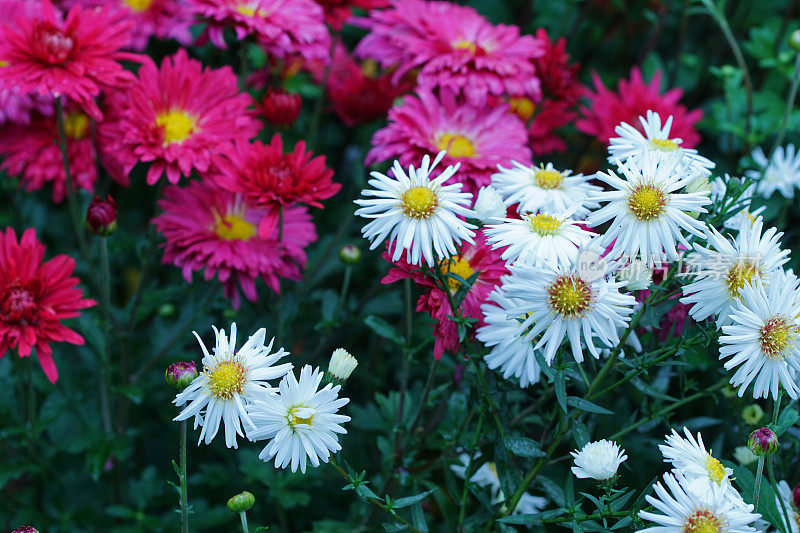 水马齿,菊花