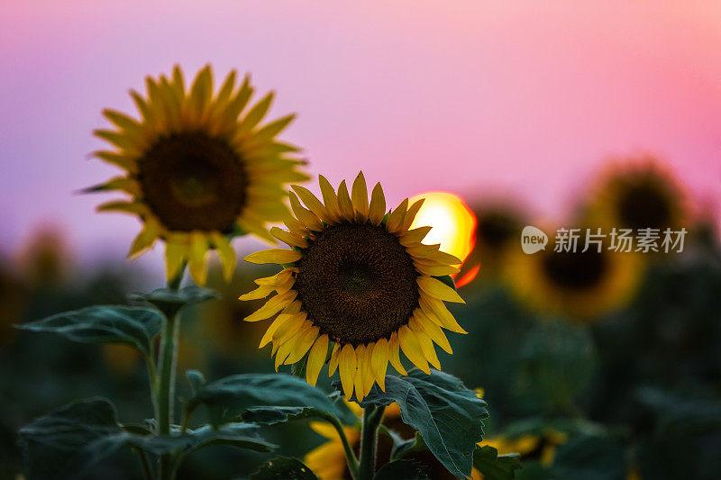 太阳和向日葵