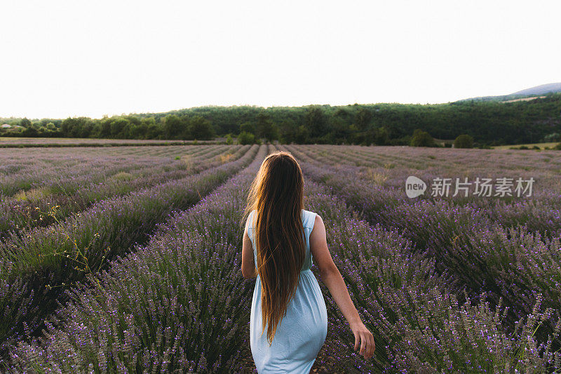 一名女子在法国美丽的薰衣草花丛中迎接夏日日落