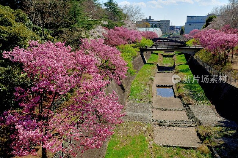 东京郊区樱花盛开