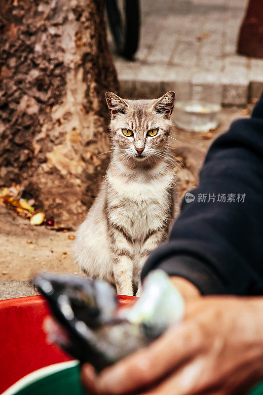 饥饿的猫看着鱼