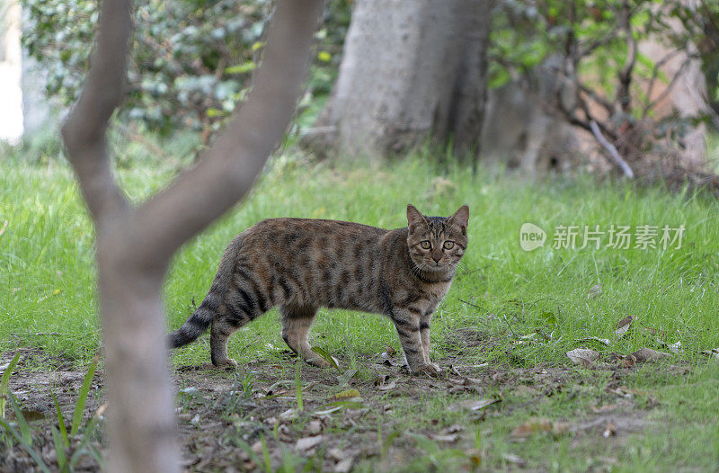 剪花猫在花园里