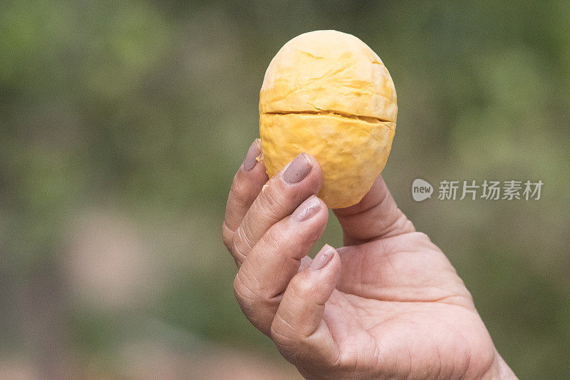 巴西塞拉多的植物群