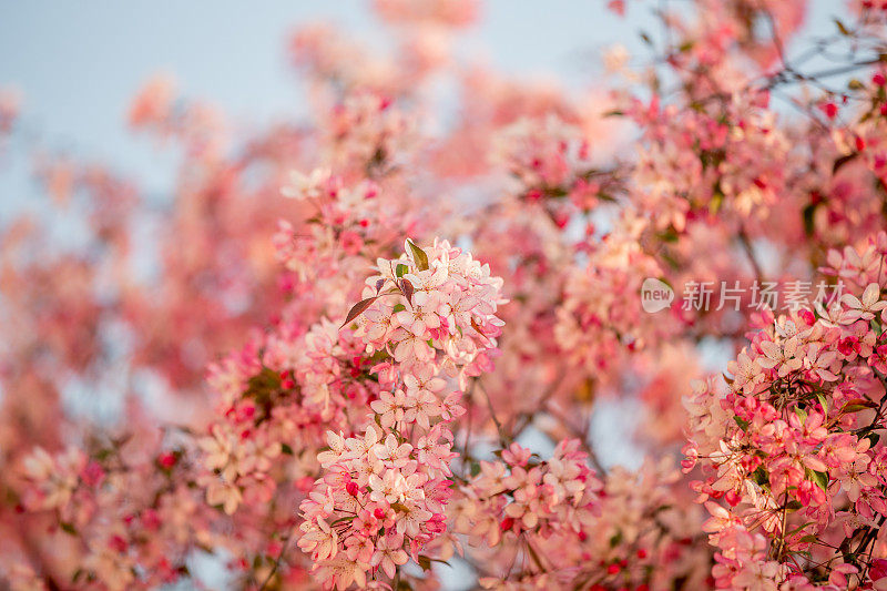 野生樱花