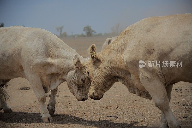 两个公牛战斗