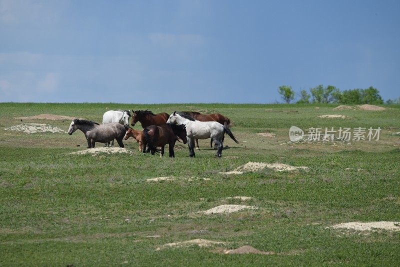 野马聚集在草原犬鼠场