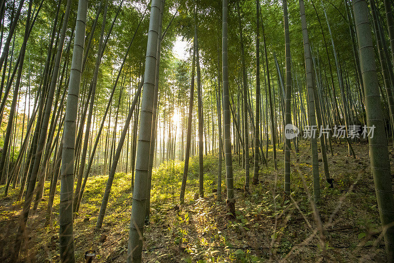 京都竹林