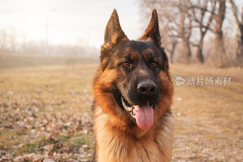 德国牧羊犬肖像