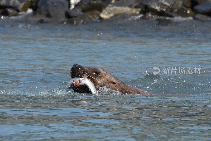 海狮捕获鲑鱼