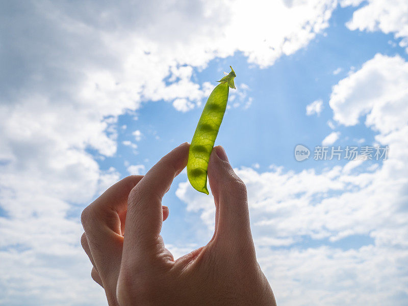 选择豌豆的概念。手里拿着一个绿色的豌豆荚。蓝色的天空背景。