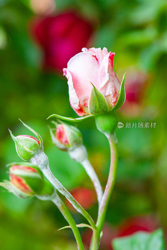 粉红色玫瑰花，花蕾柔嫩